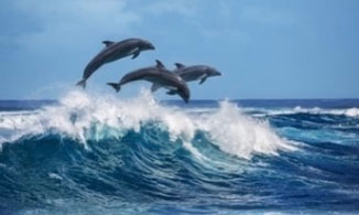 Dolphins Dolphins